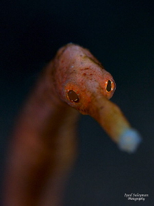 Pipefish Portrait
 by Iyad Suleyman 